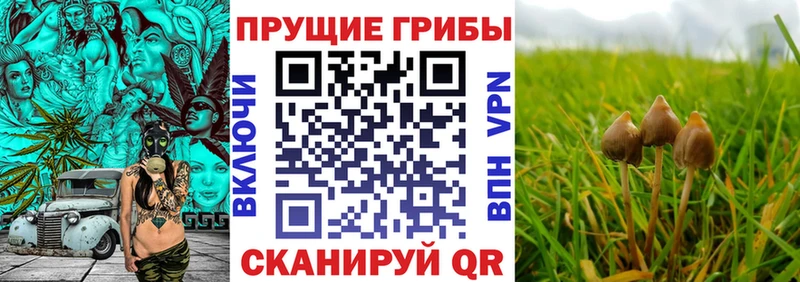наркота  Комсомольск-на-Амуре  Псилоцибиновые грибы Magic Shrooms 